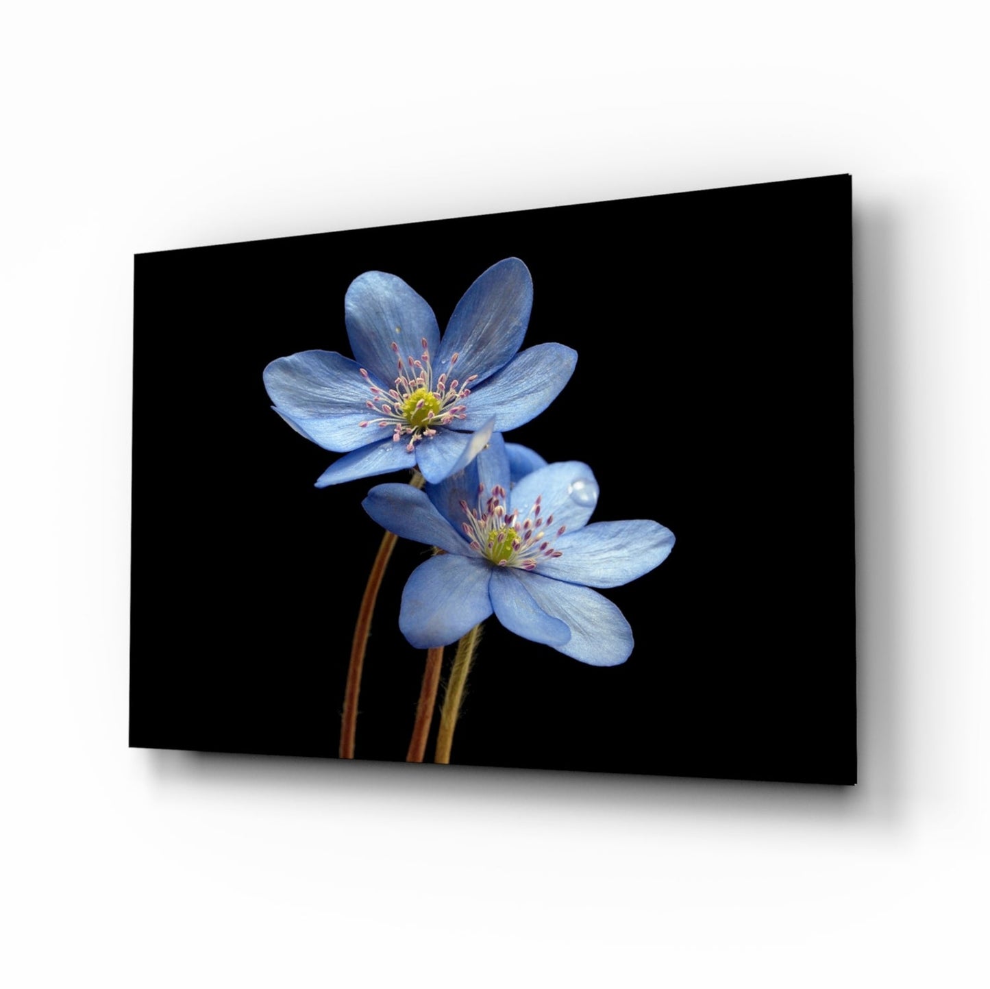Blue Flower glass wall art hepatica blooms