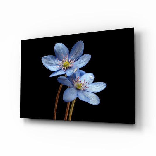 Blue Flower glass wall art hepatica blooms