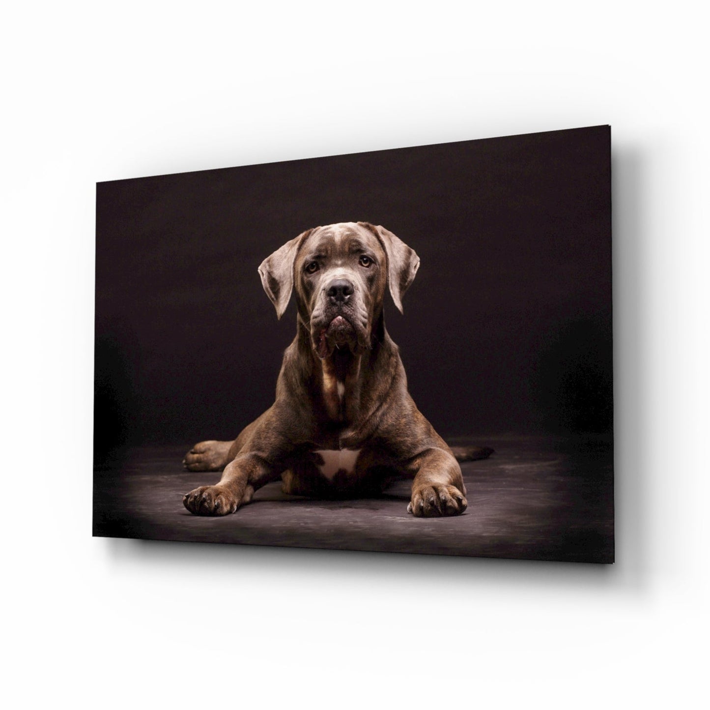 Dog glass wall art, characterful dog portrait on high-gloss tempered glass