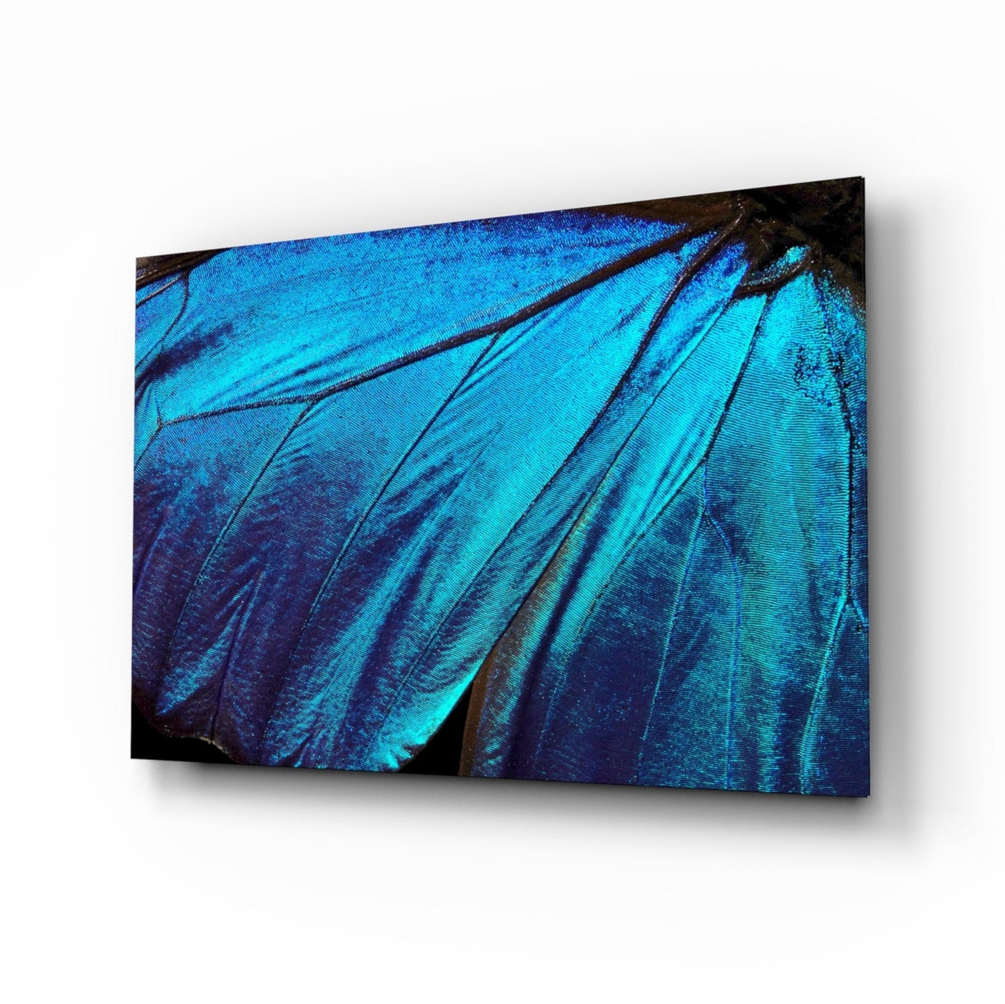 Iridescent blue morpho butterfly wing tempered glass wall art