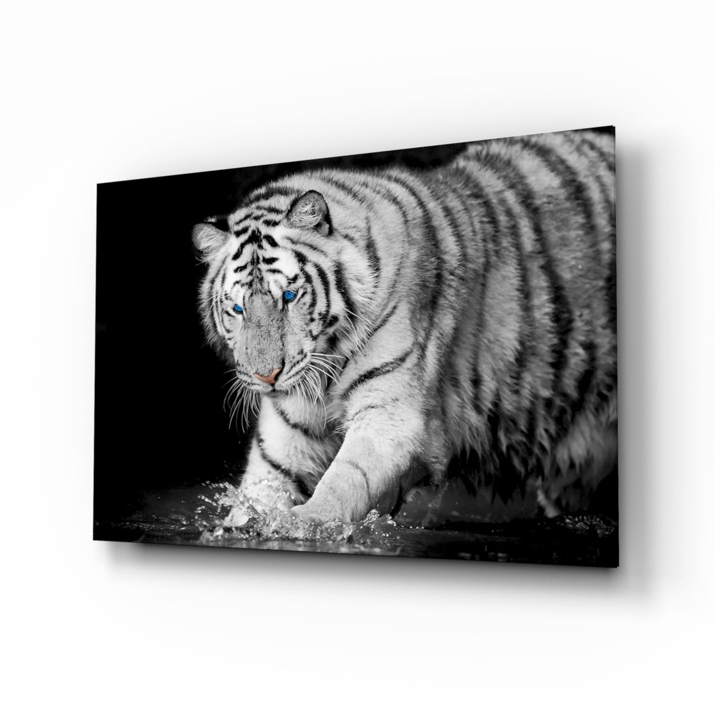 White tiger black and white glass wall art