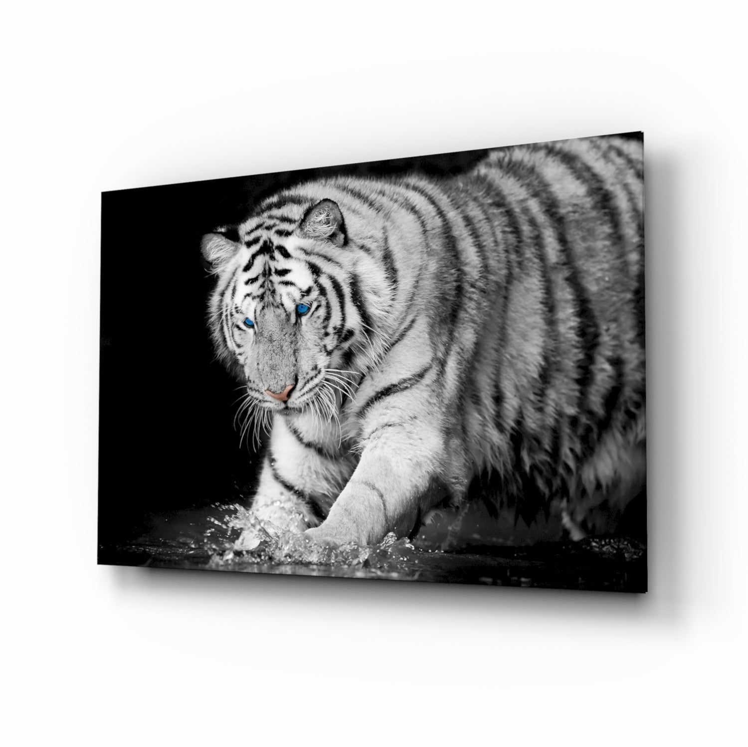 White tiger black and white glass wall art