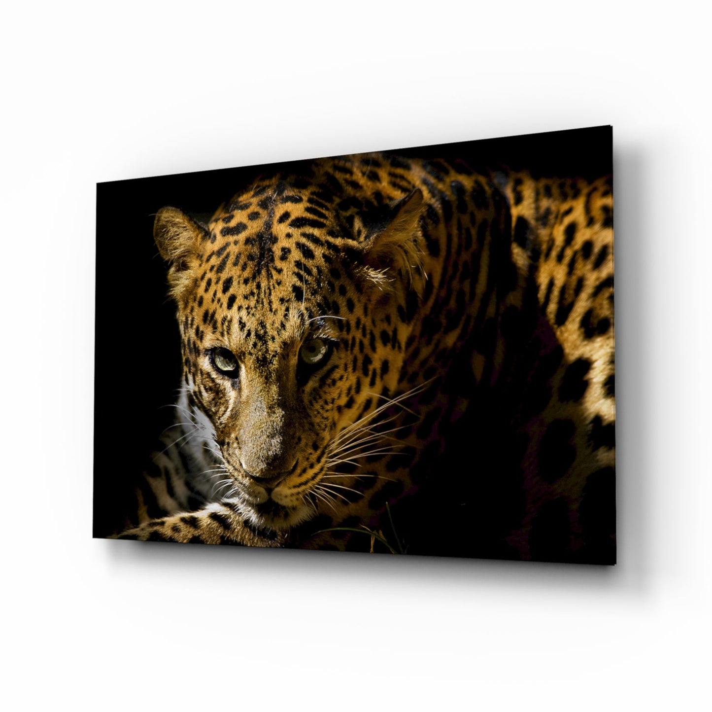 Leopard amber gaze tempered glass wall art