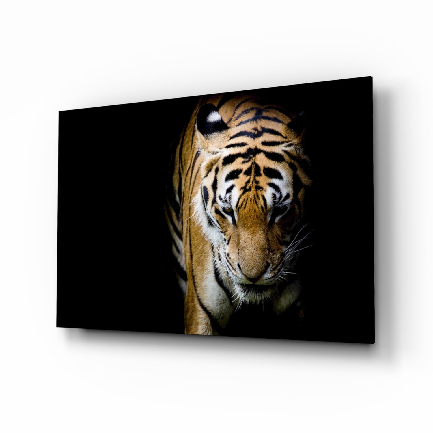 Bengal tiger glass wall art stepping from shadow in amber and black