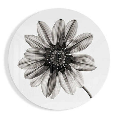 Monochrome gazania daisy glass wall art