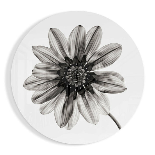 Round glass disc with a gray gazania daisy with pointed petals and a dark center on a white background