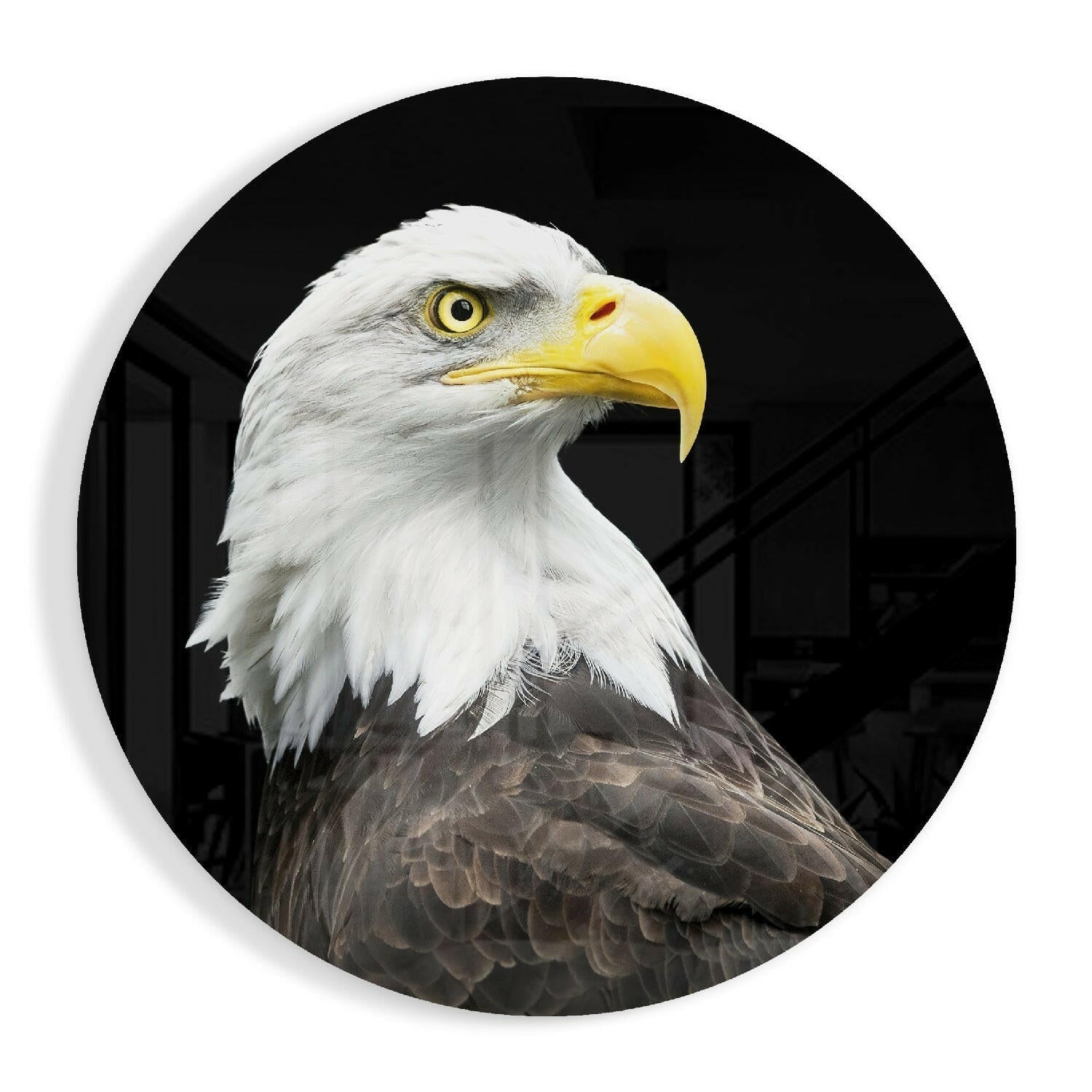 Bald eagle head round glass wall art