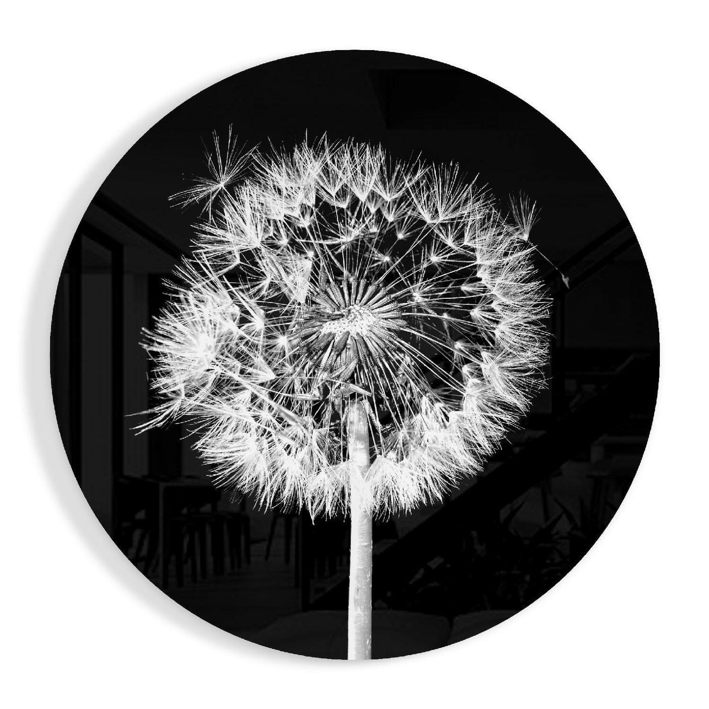 Backlit dandelion round glass wall art