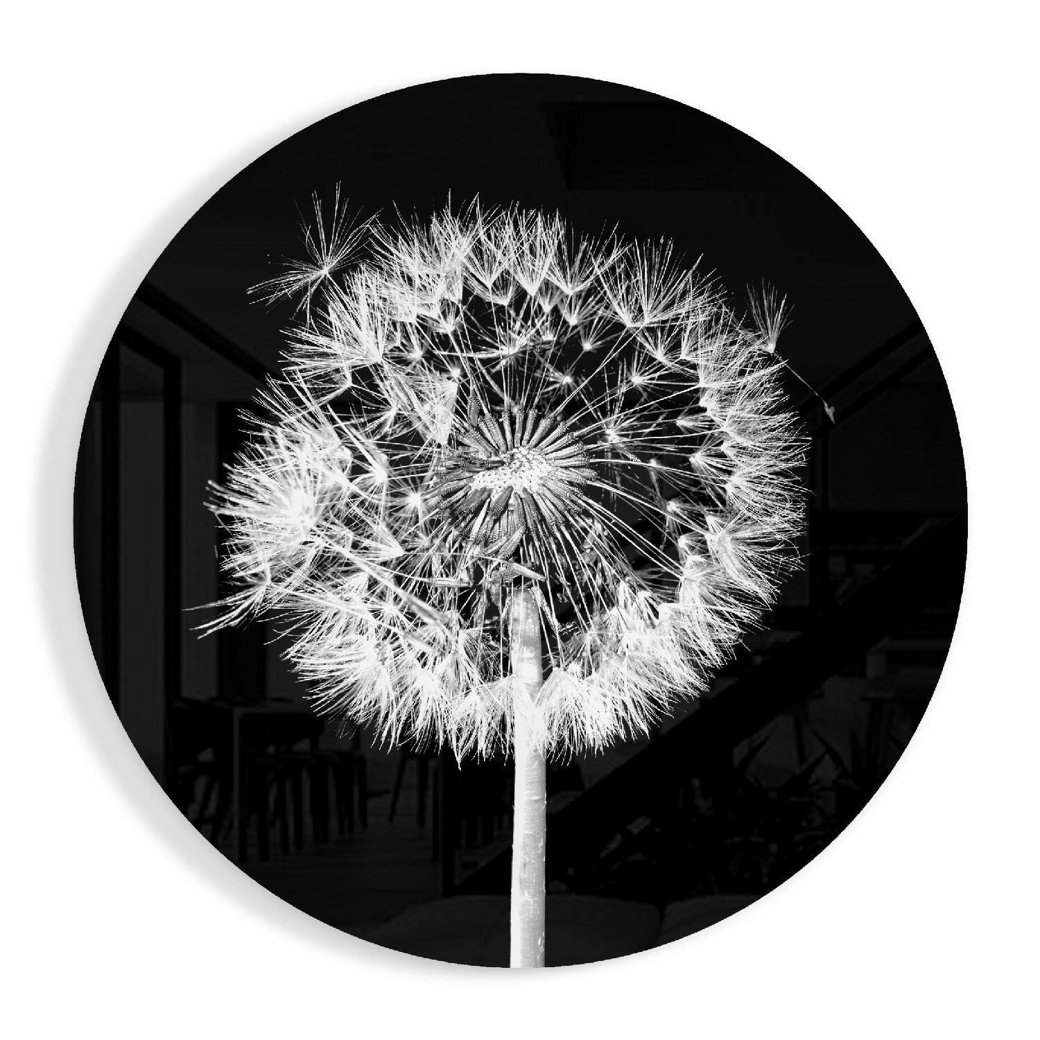 Backlit dandelion round glass wall art