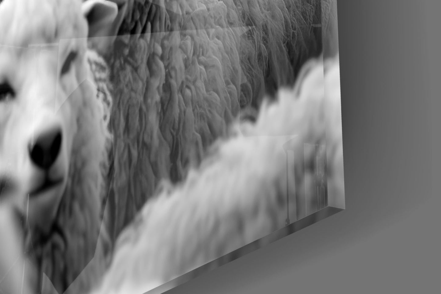 Wolf in Sheep's Clothing Glass Wall Art