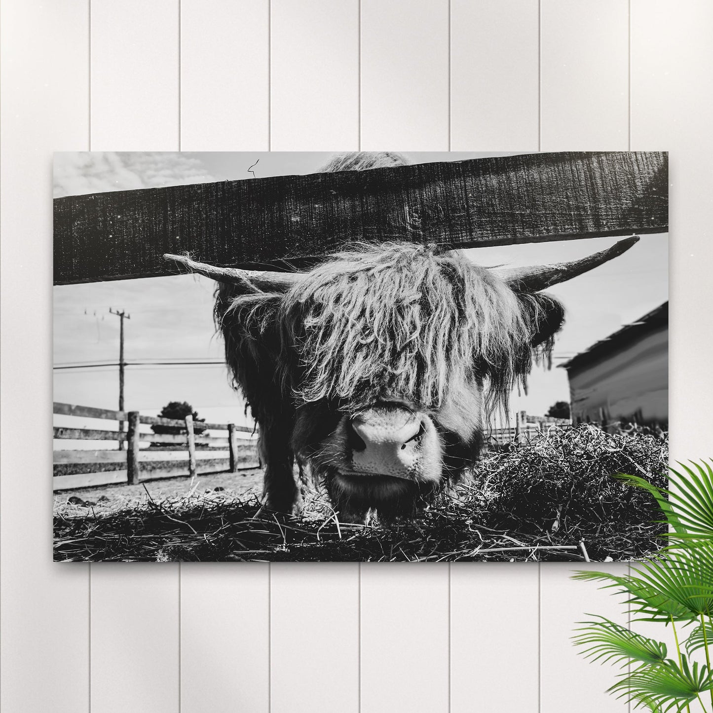 Highland cattle monochrome canvas wall art curious cow close-up farmhouse art