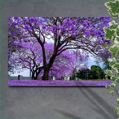 Jacaranda Trees canvas wall art with blue-purple blooms against a bright sky, ready to hang