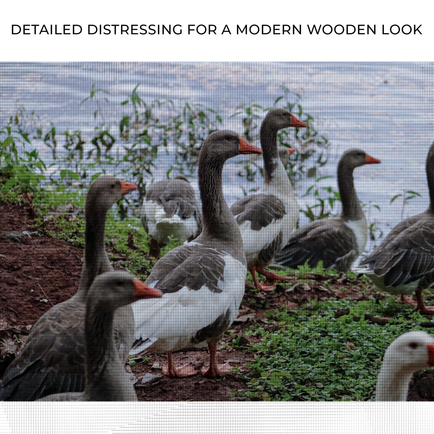 Flock of Domestic Geese Canvas Wall Art