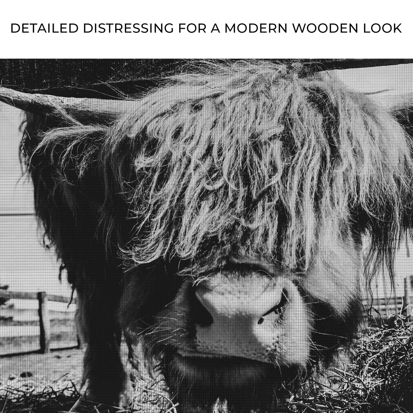 Highland Cattle Monochrome Canvas Wall Art