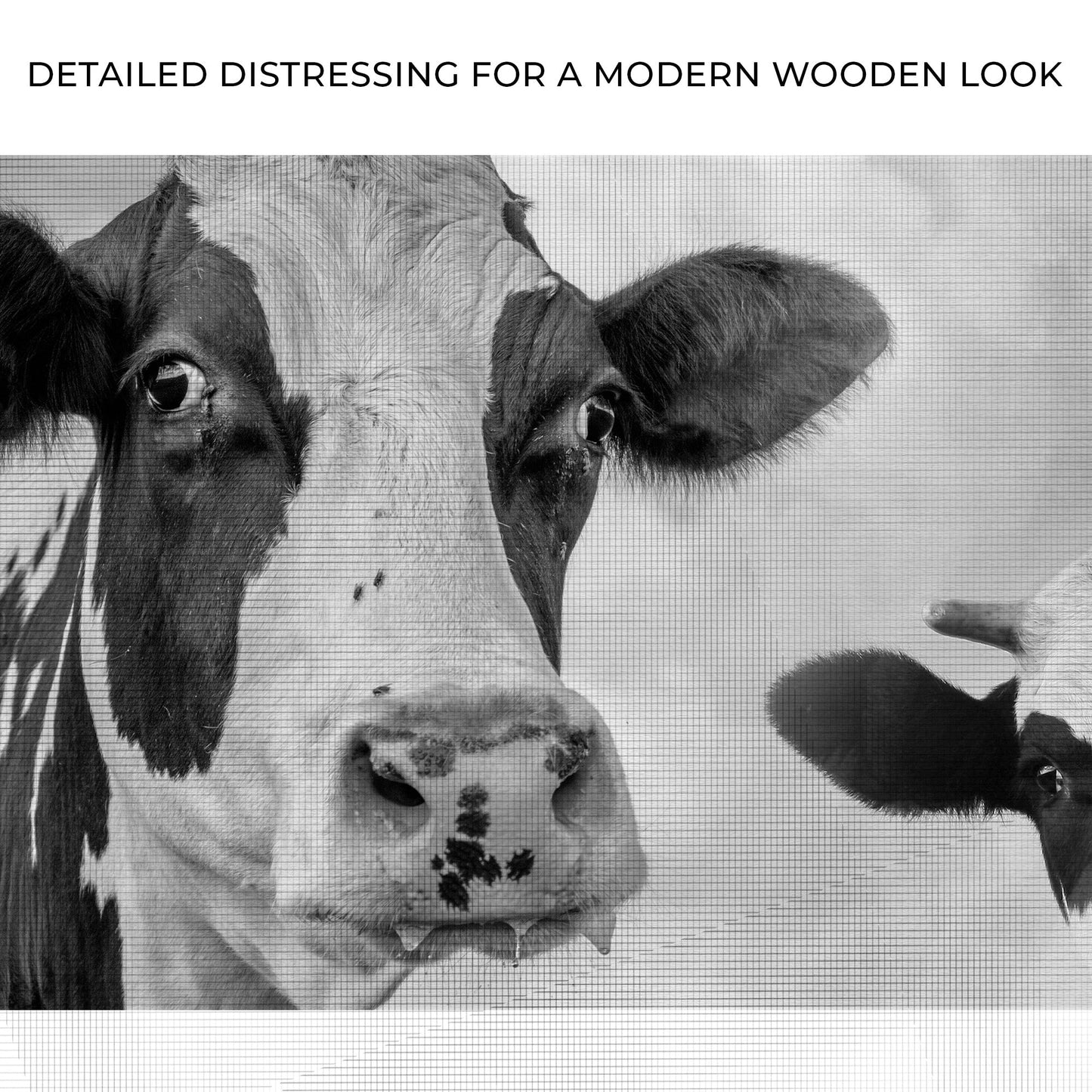 Holstein Cows Monochrome Canvas Wall Art
