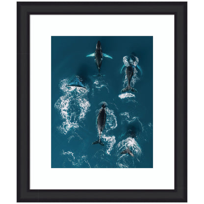 School of humpback whales framed wall art print, ocean decor
