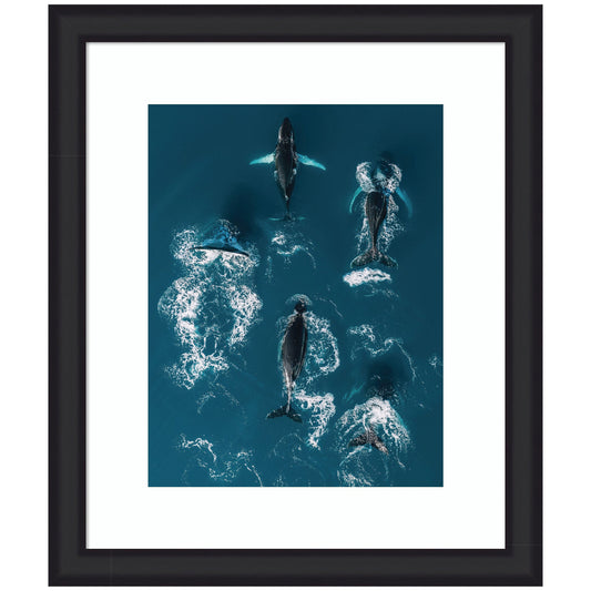 School of humpback whales framed wall art print, ocean decor