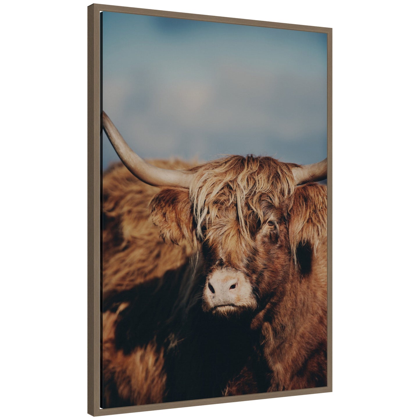 Highland Cow Portrait Framed Canvas Wall Art
