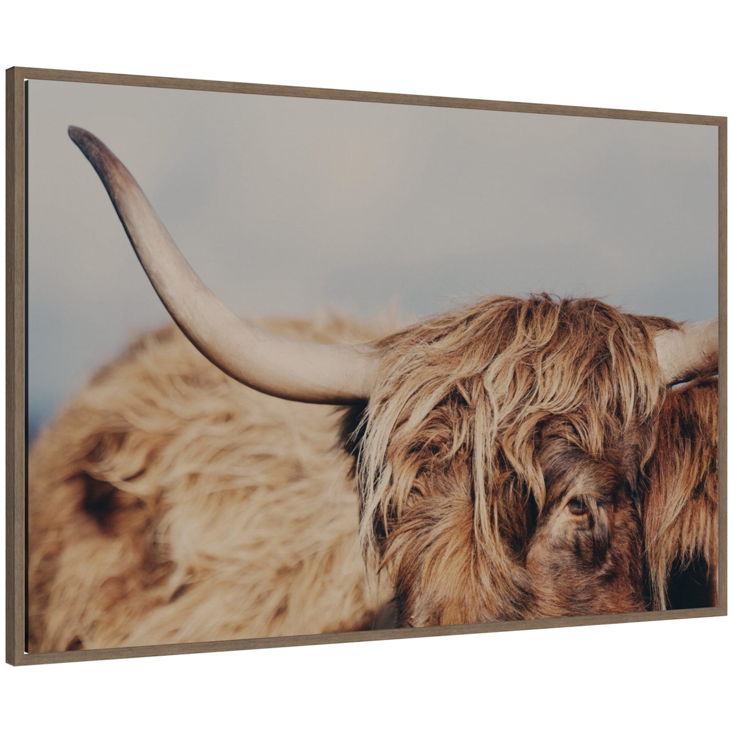 Large Highland cow close-up framed canvas wall art in a dark gold frame