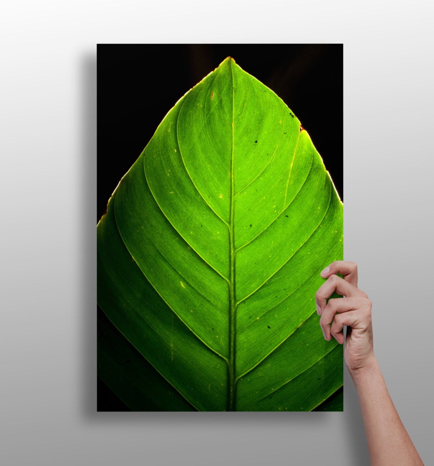 Green leaf metal wall art aluminum print