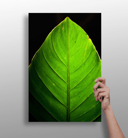 Green leaf metal wall art aluminum print