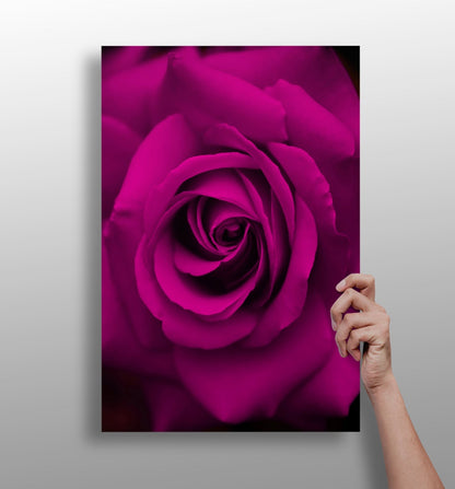 Rose metal wall art aluminum print