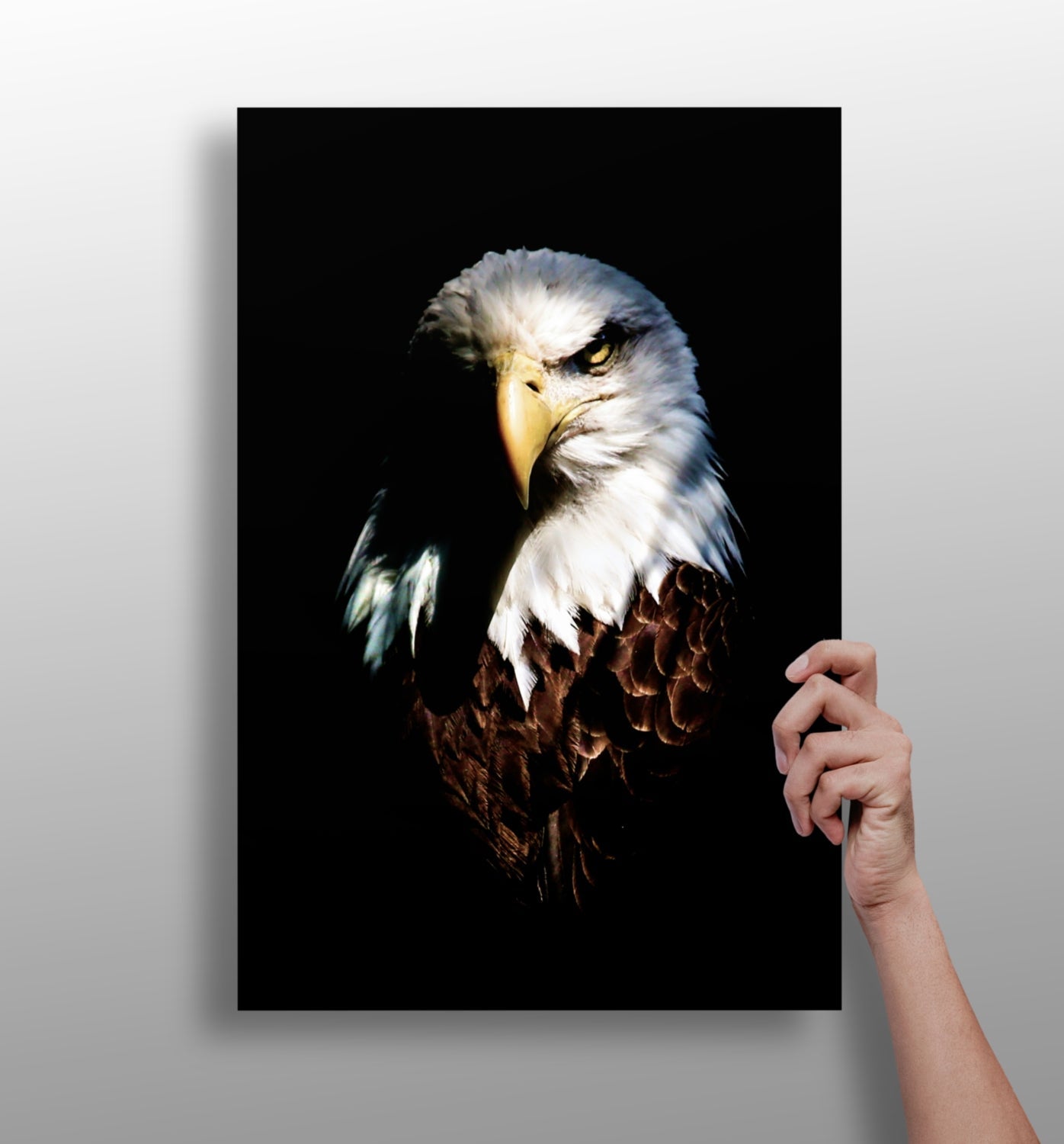 Eagle metal wall art aluminum print