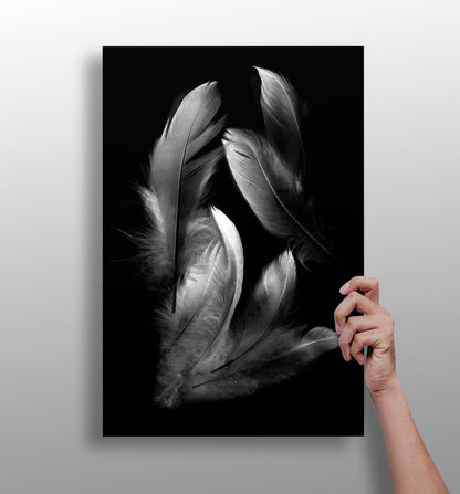Feathers aluminum wall art print
