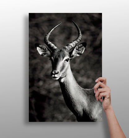 Antelope metal wall art aluminum panel
