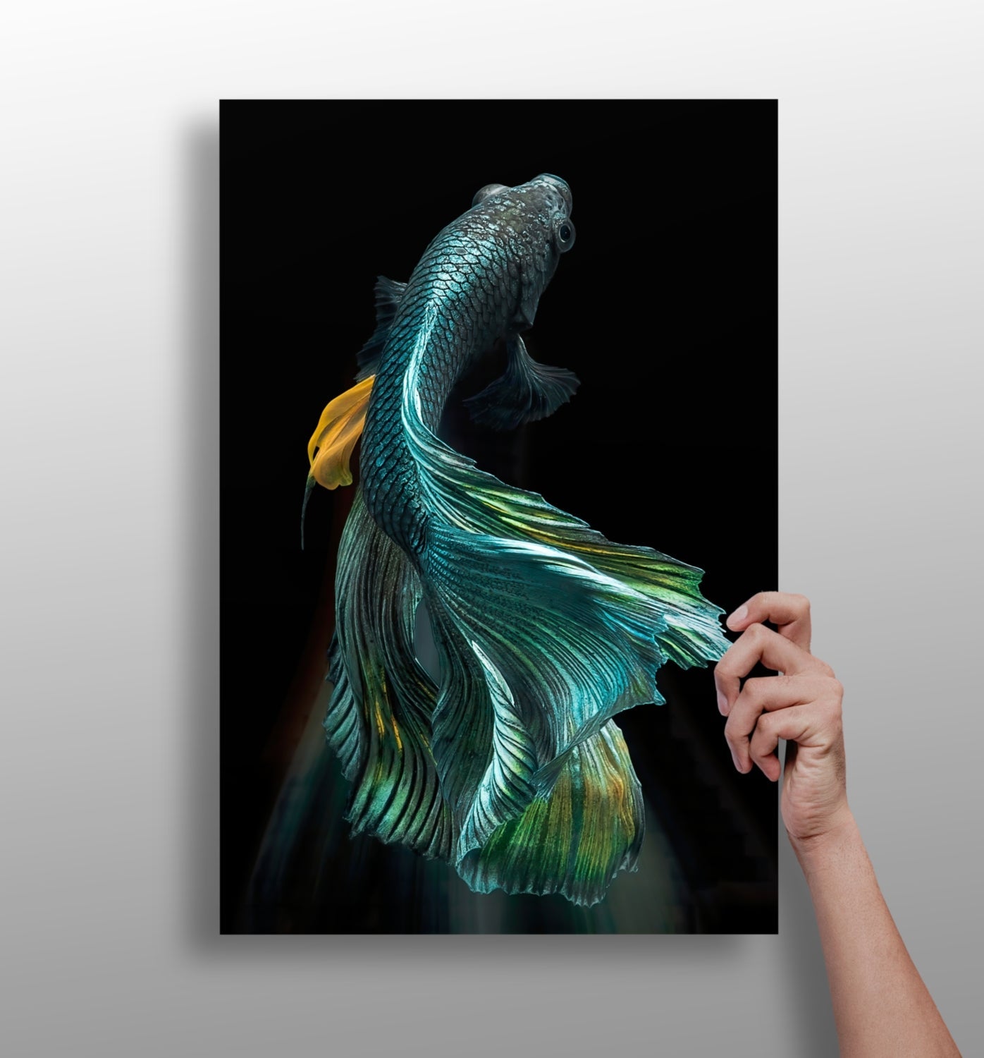 Koi fish aluminum wall art print