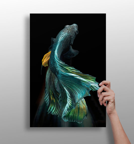 Koi fish aluminum wall art print