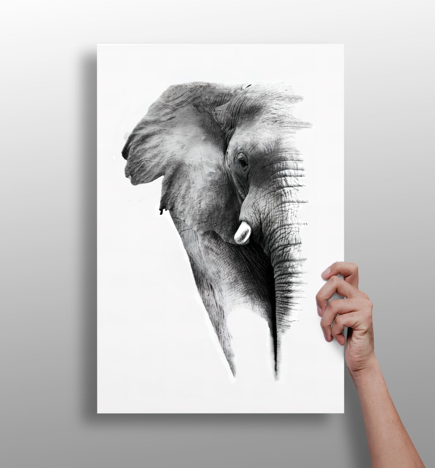 Elephant aluminum wall art print