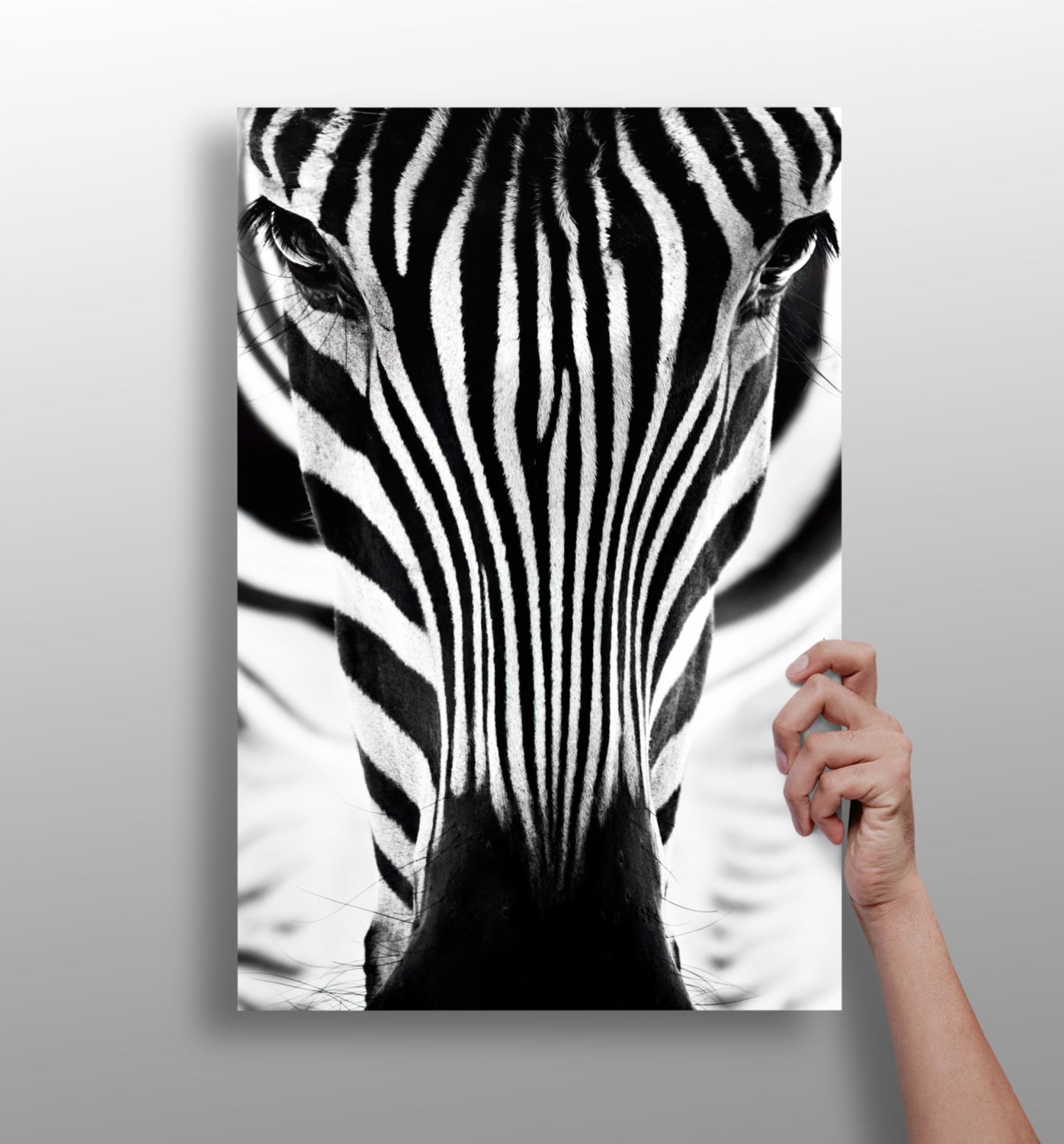 Zebra portrait aluminum wall art
