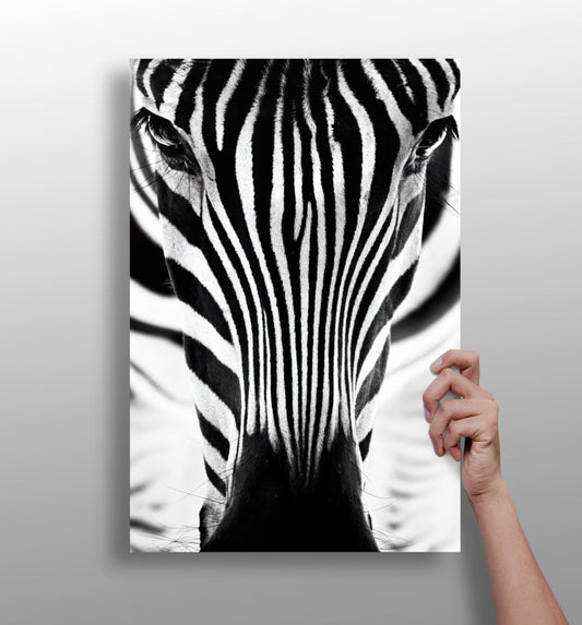 Zebra portrait aluminum wall art