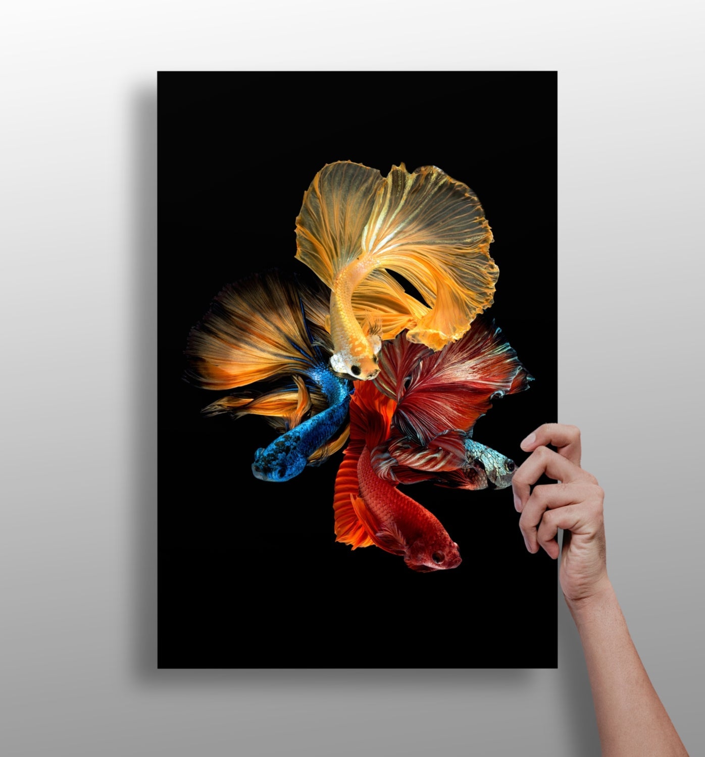 Betta Fishes metal wall art print with vivid color