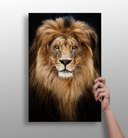 Lion metal wall art print on aluminum panel