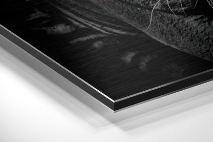 Eye of the Tiger Metal Wall Art