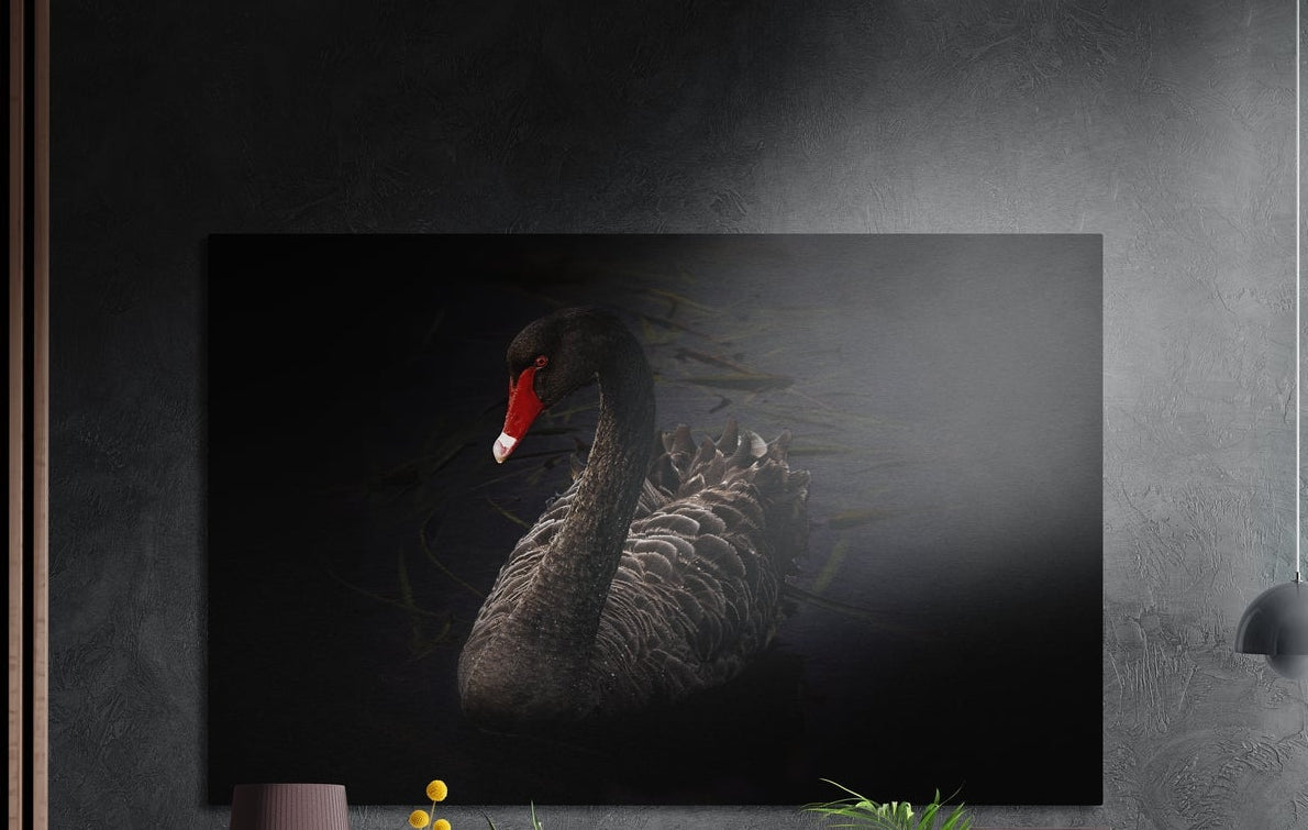 Black swan with a red beak on a dark background, brushed aluminum wall art on a gray wall above yellow flowers