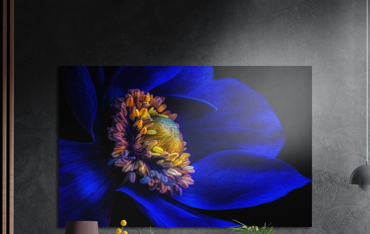 Cobalt blue anemone flower brushed aluminum wall art on a dark gray wall beside a black wall lamp
