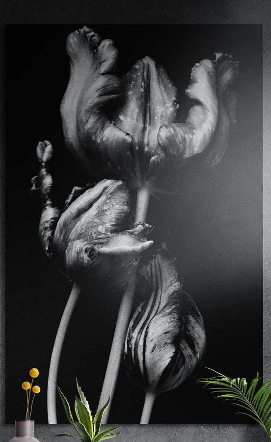 Black and white parrot tulips, brushed aluminum wall art on a dark gray wall behind yellow billy buttons and plants