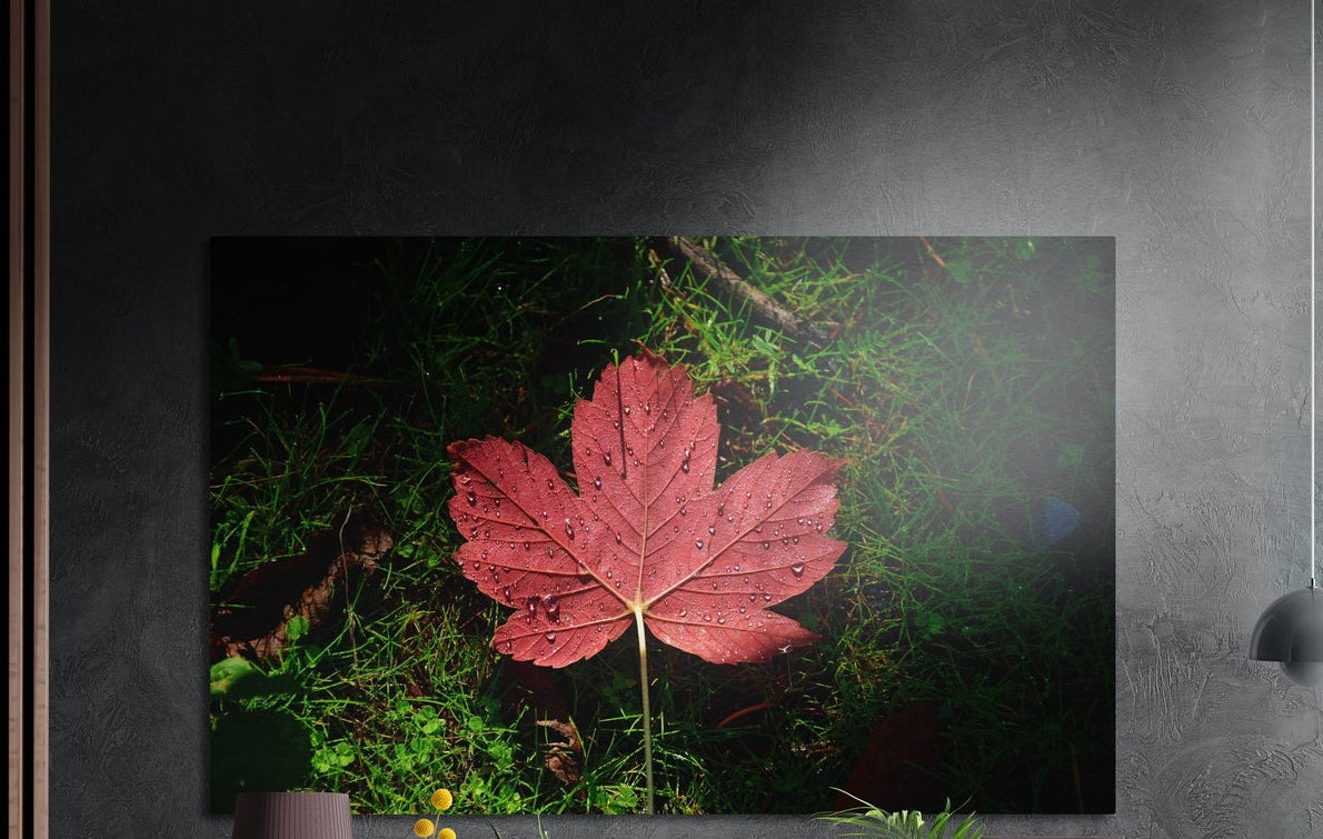 Red autumn leaf on green grass and clover, brushed aluminum wall art on a dark gray wall by wood slats