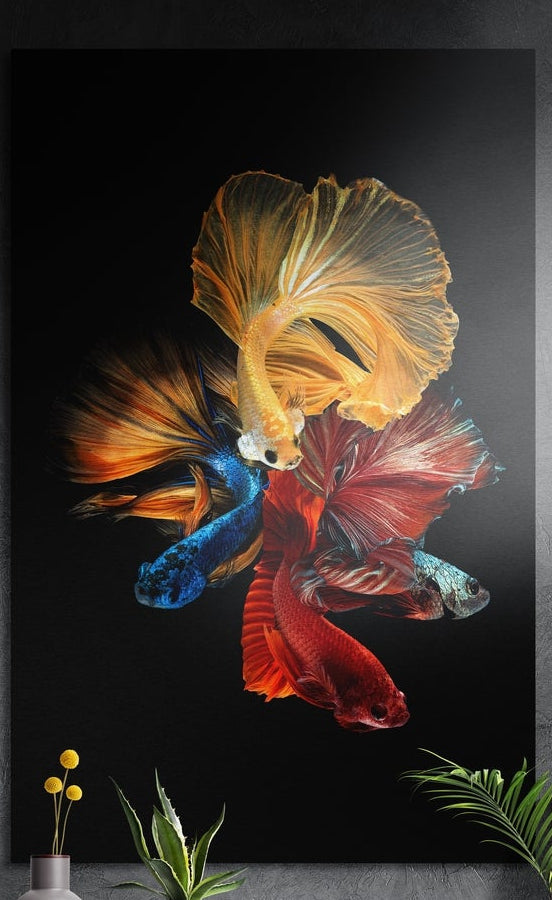 Betta fish trio on black brushed aluminum wall art on a dark wall above a vase and plants