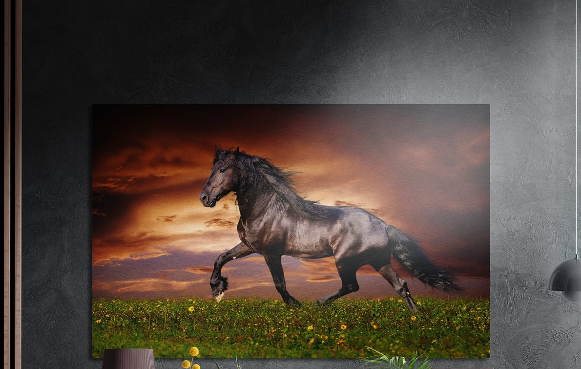 Black horse galloping across a meadow at sunset, brushed aluminum wall art on a gray wall above yellow flowers