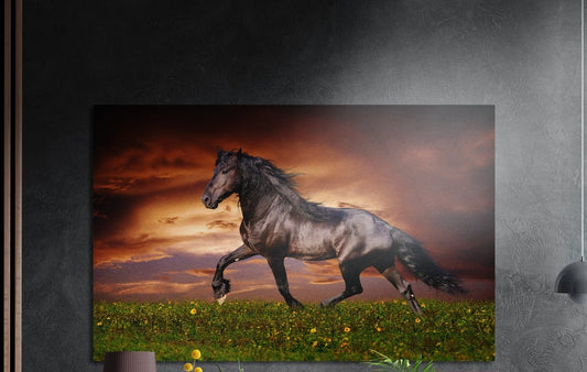 Black horse galloping across a meadow at sunset, brushed aluminum wall art on a gray wall above yellow flowers