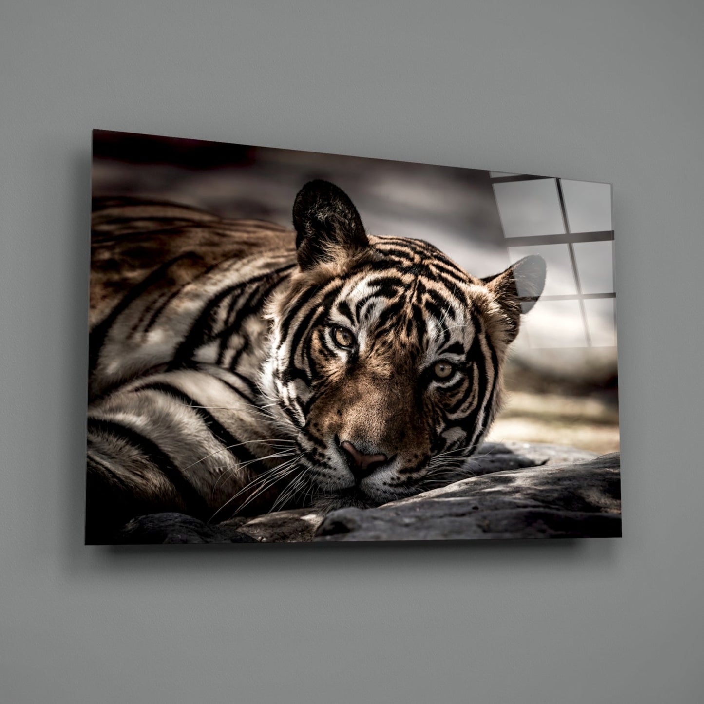 Resting Tiger Glass Wall Art