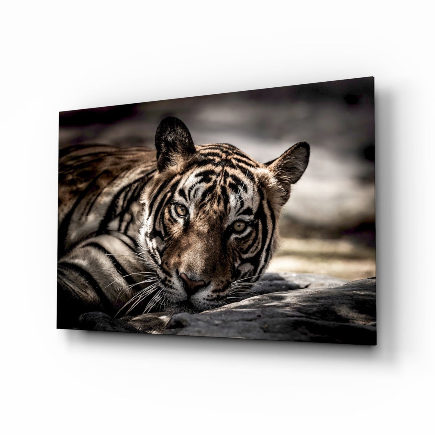 Resting Tiger Glass Wall Art
