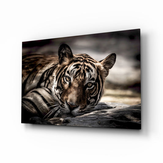 Resting Tiger Glass Wall Art