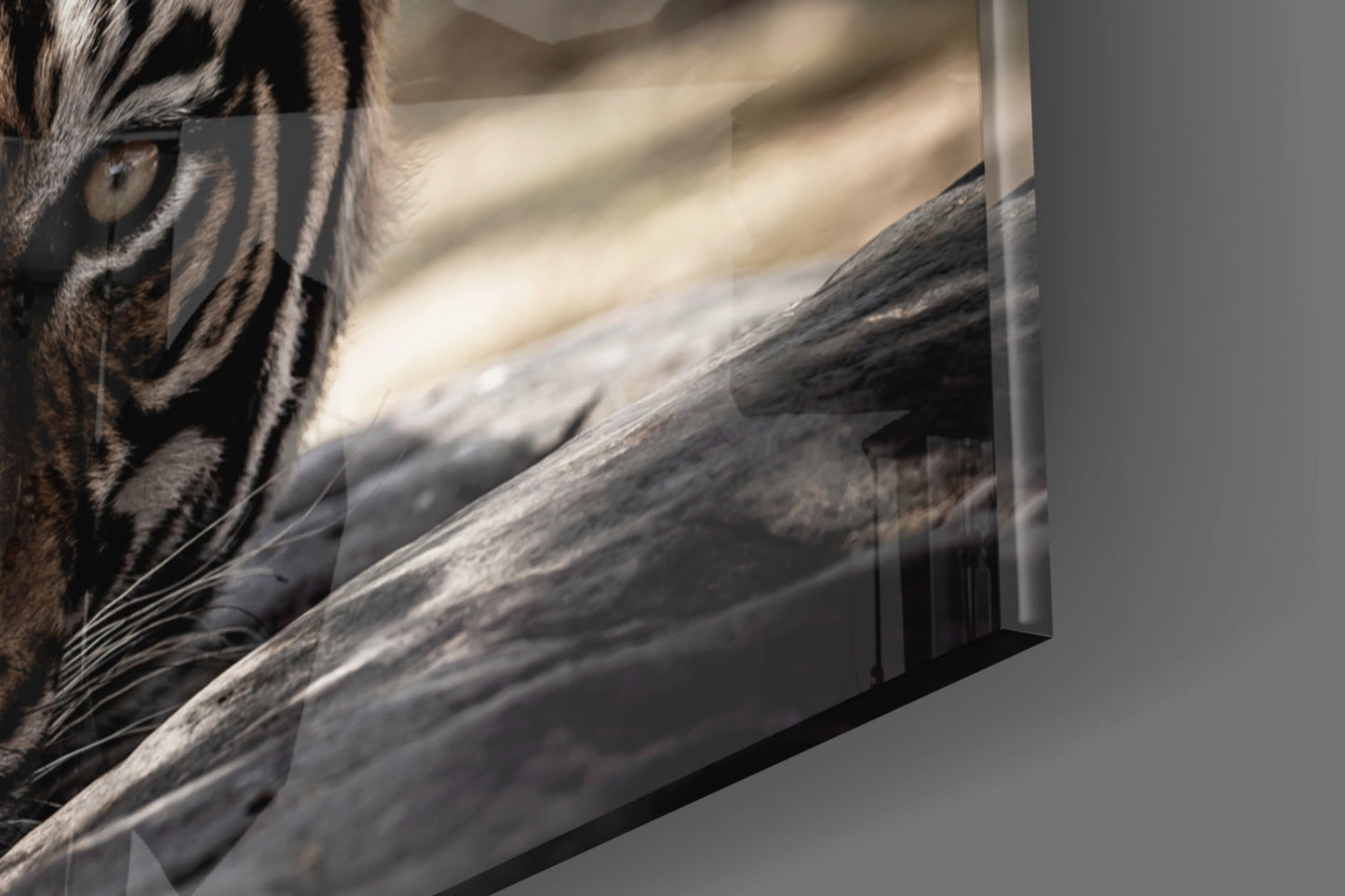 Resting Tiger Glass Wall Art