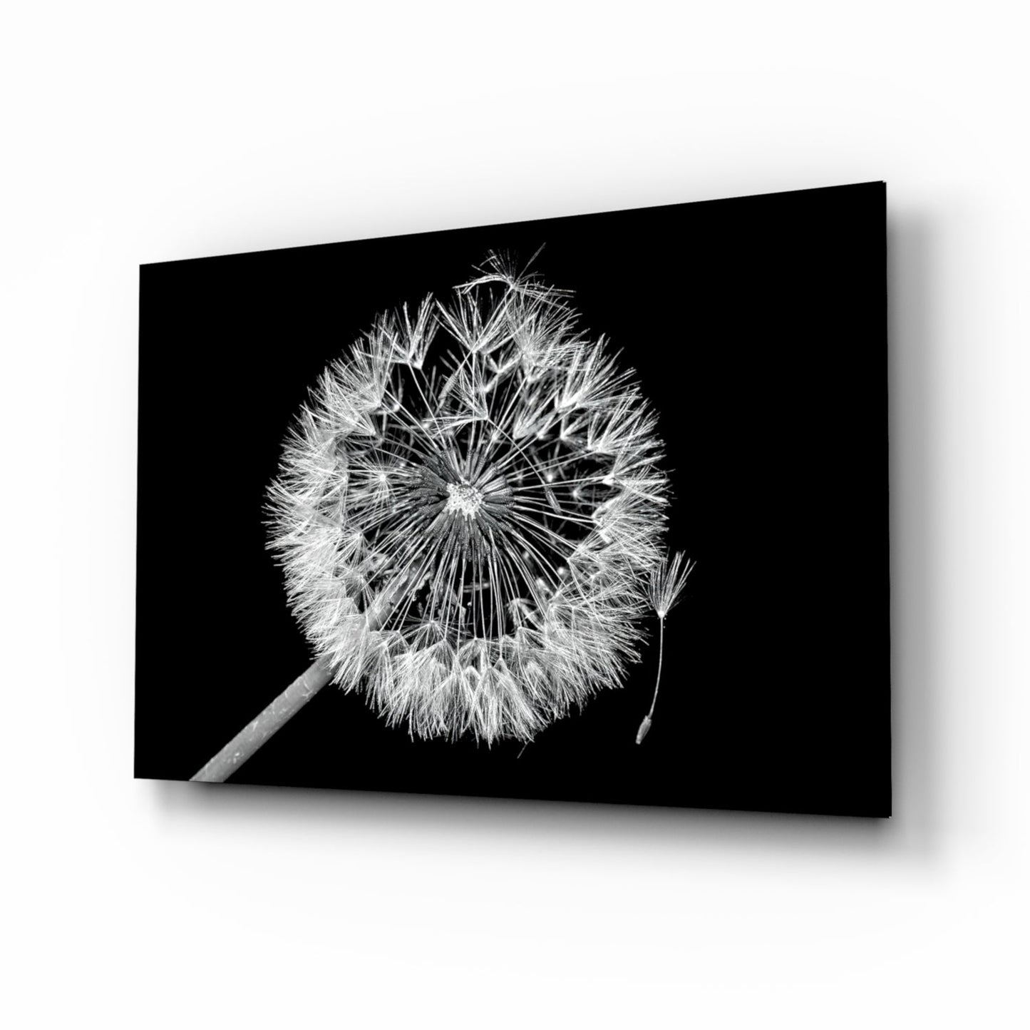 Dandelion Seeds Drifting Glass Wall Art