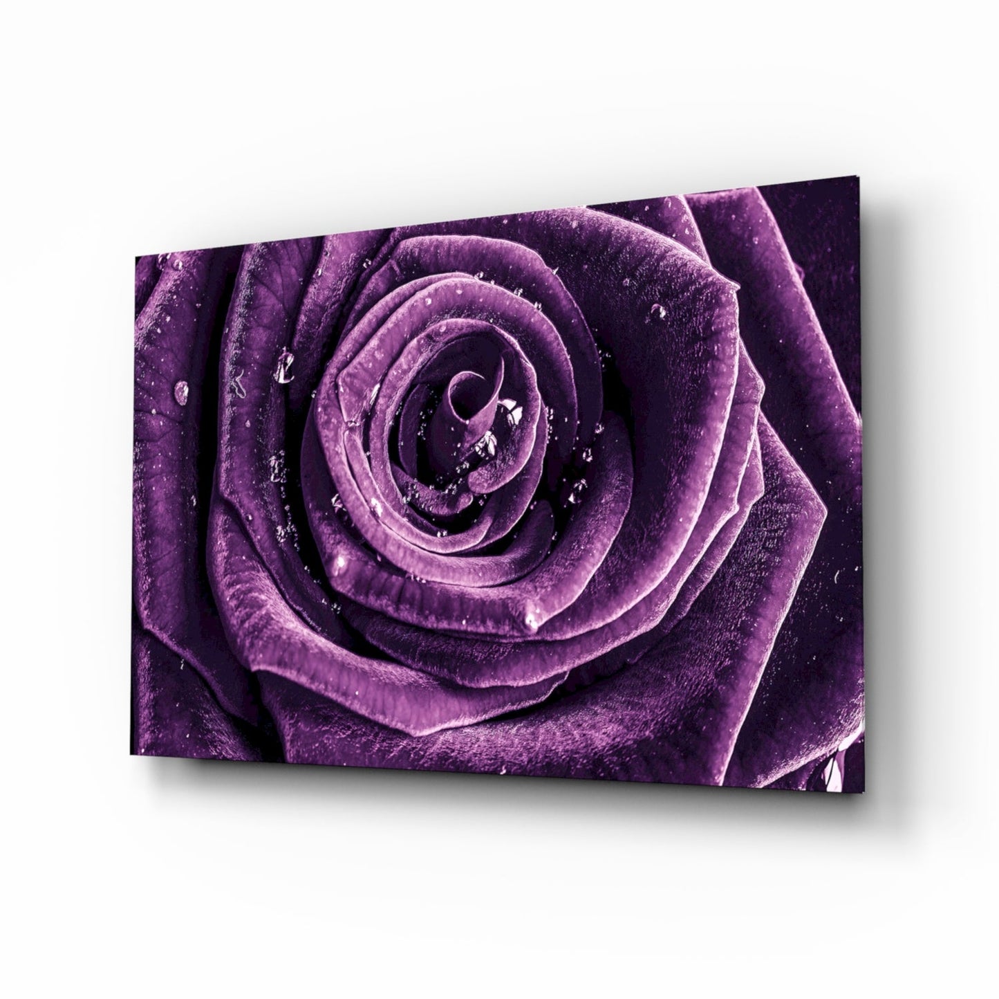 Violet Rose Spiral Glass Wall Art